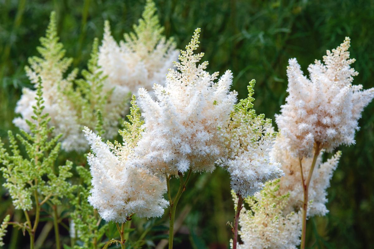 White flowering astilbe