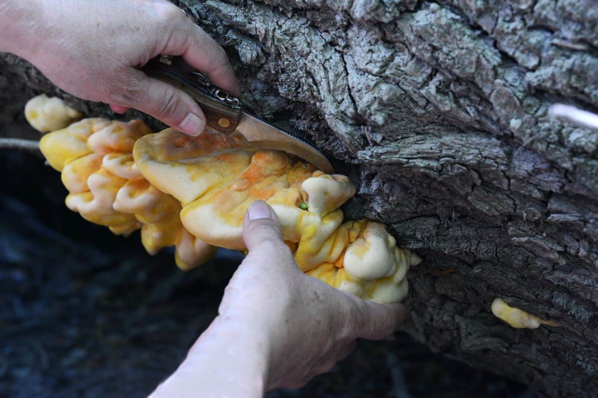 Harvesting chicken of the woods mushrooms