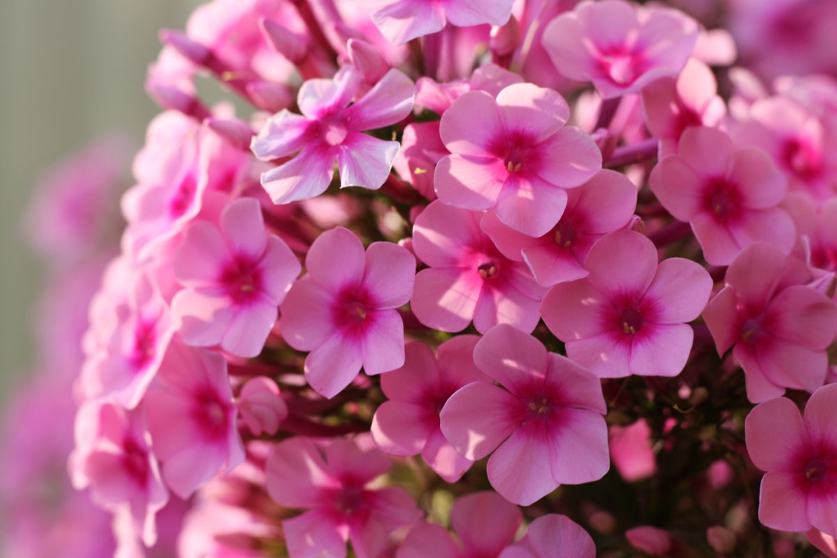 Pink tall phlox flowers