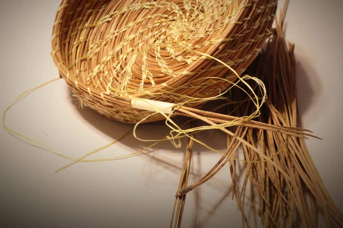 Pine needles being used to make a coil weave basket