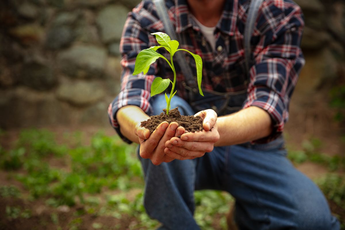 A gardener holds a young plant in their hands