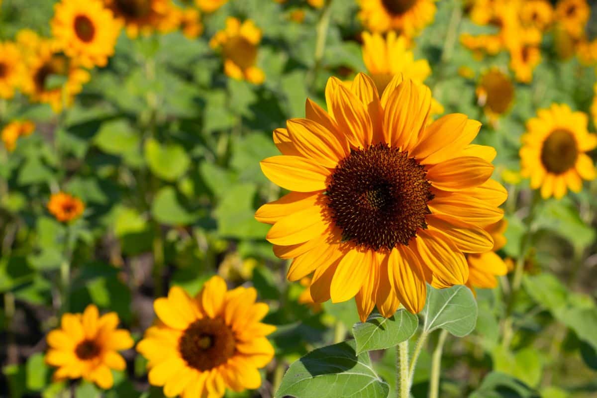 ProCut yellow sunflowers