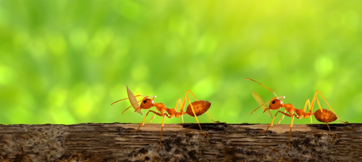 Ants carrying seeds that may be accidentally planted