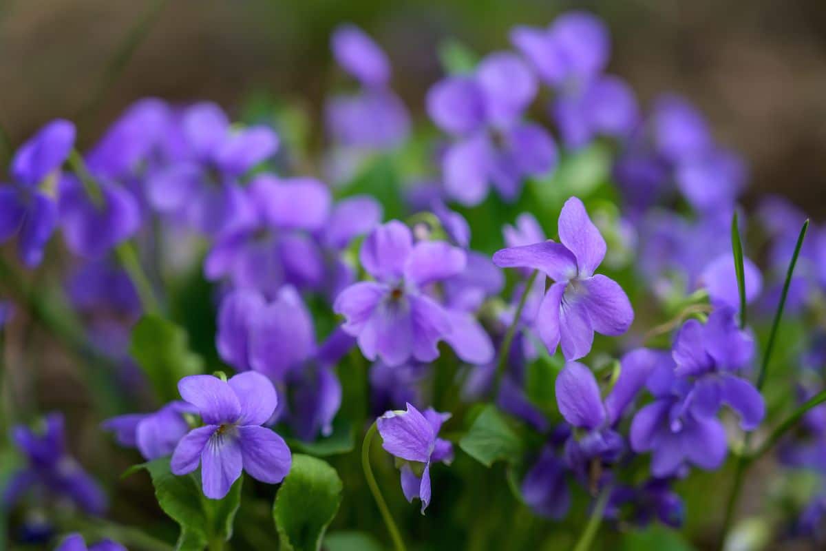 Purple edible violets