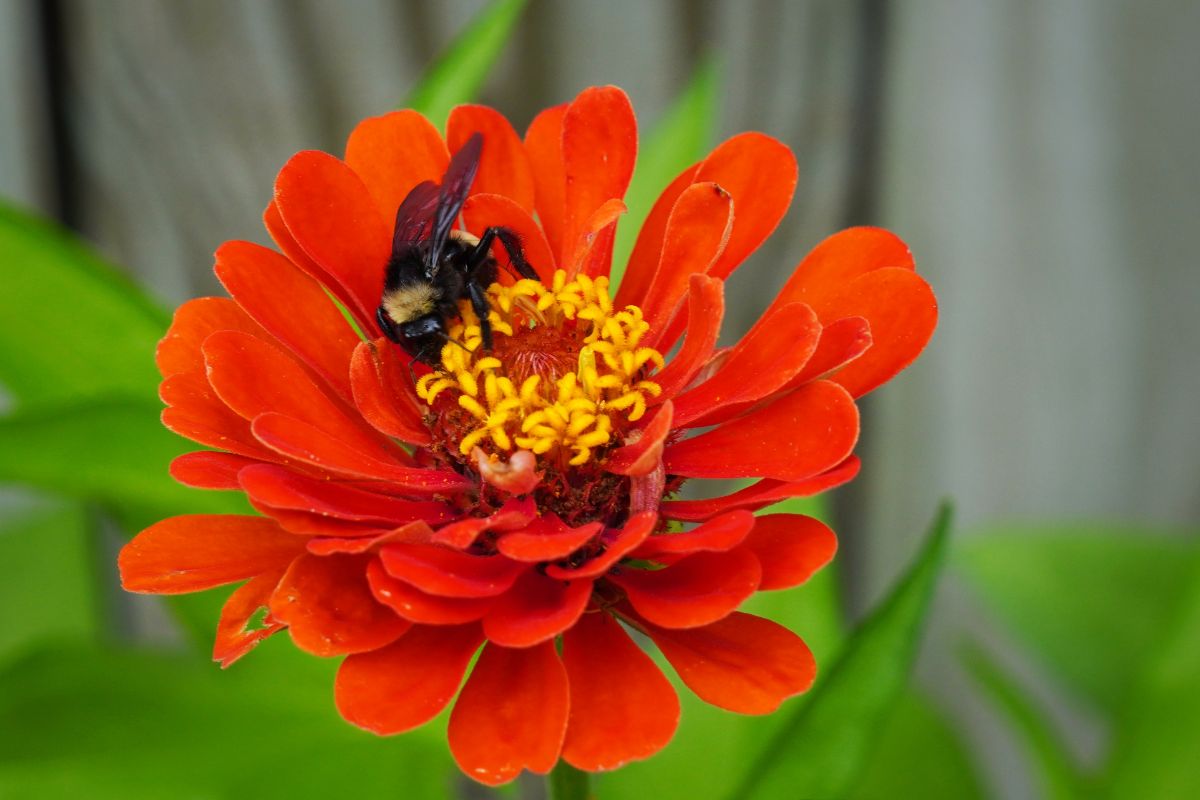 Zinnias, a pollinator favorite