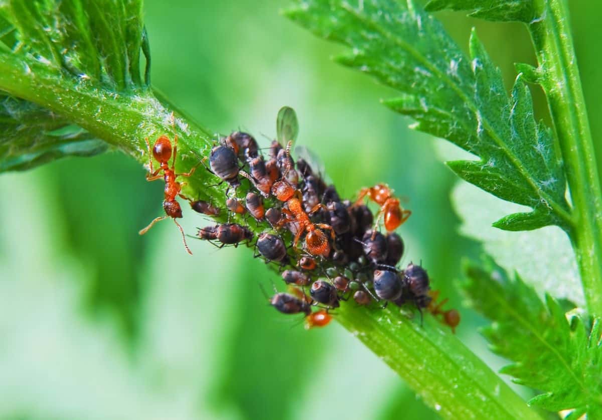 Ants and aphids on a vegetable plant