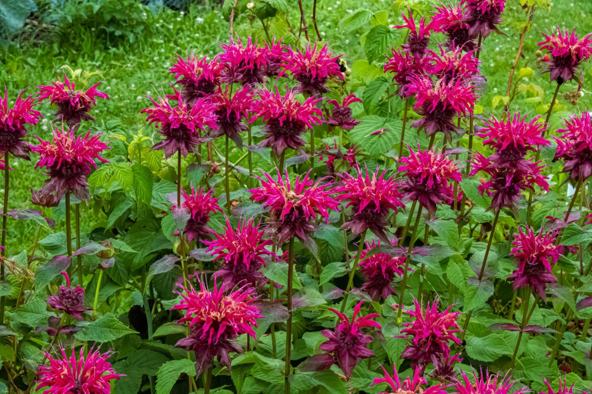 Pink flowering bee balm in bloom