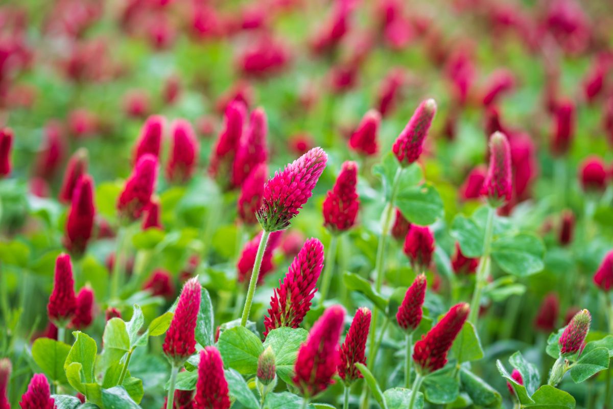 Flowering red clover