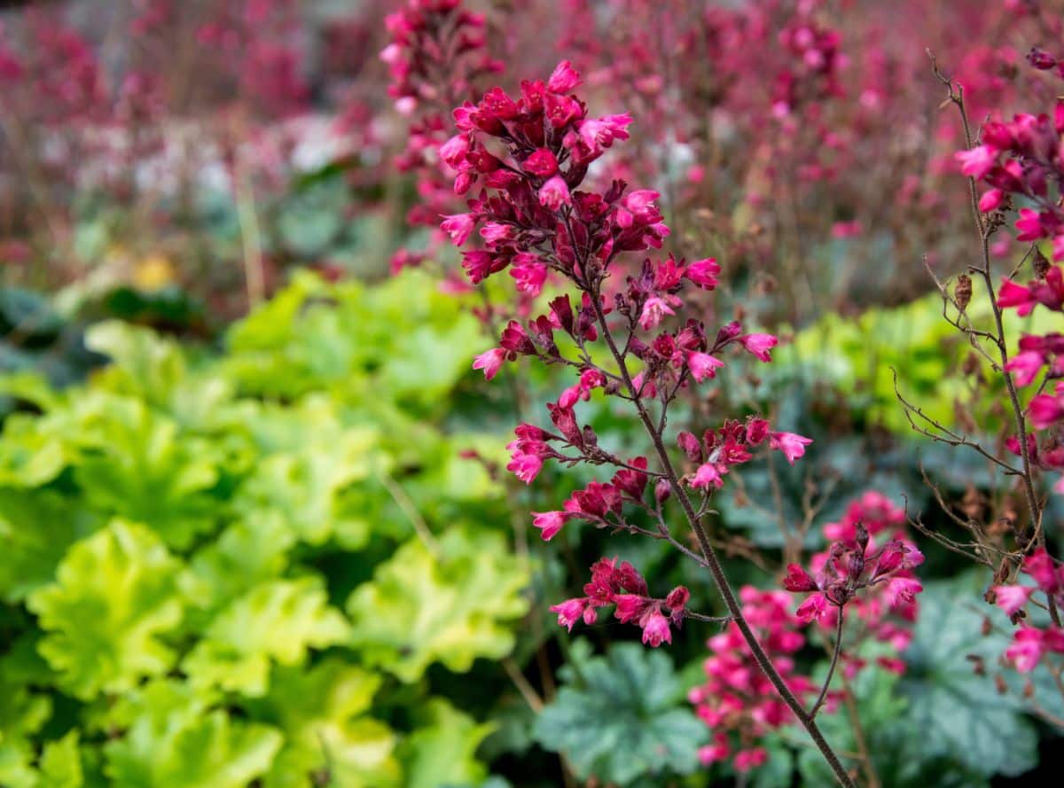 Pink flowering coral bell plant