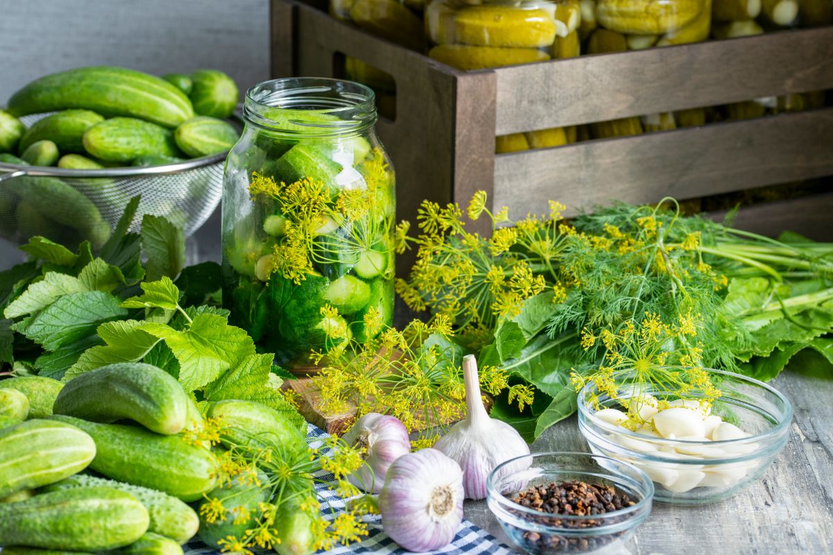 Fresh vegetables and dill for canning pickles