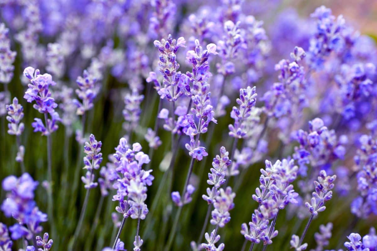 Purple flowering English lavender
