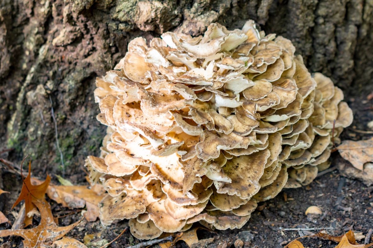 Hen of the Woods mushroom