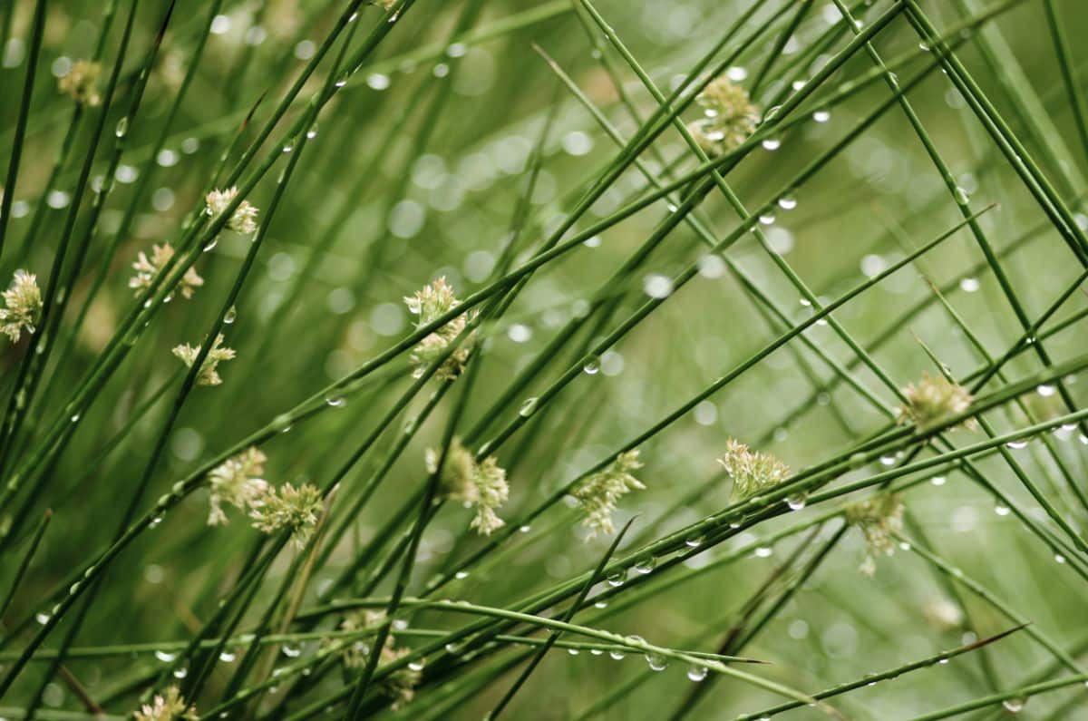 Rushes set with morning dew