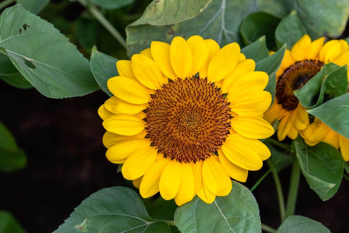 Soraya sunflower for cutting