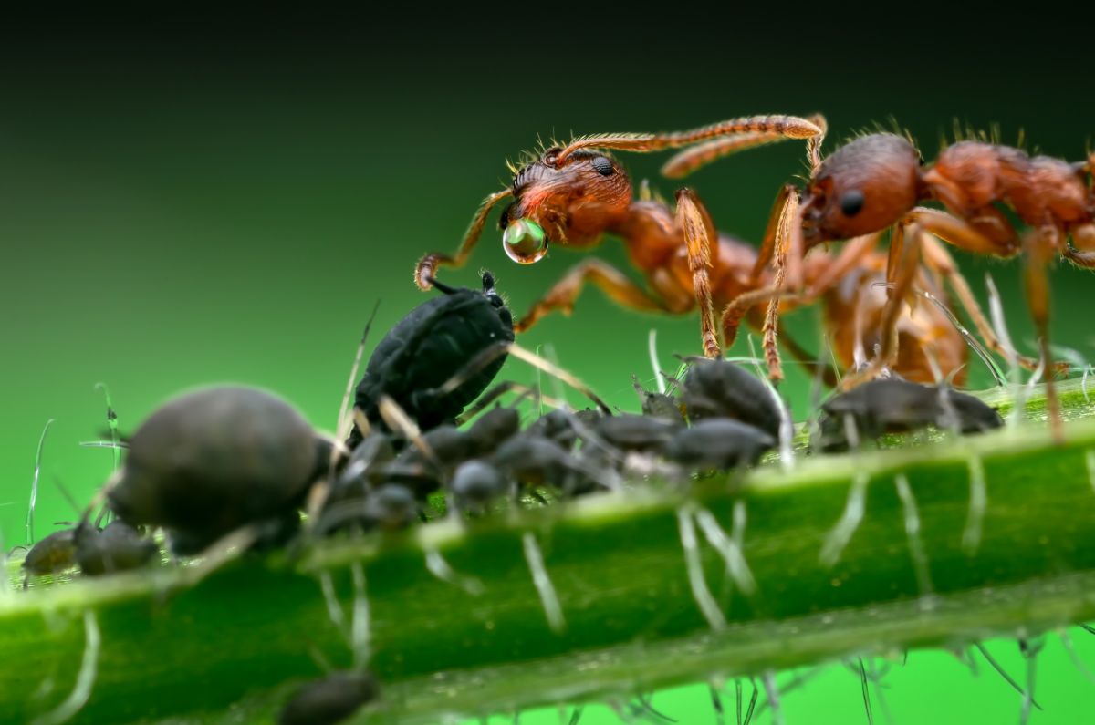 Ants farming aphids in the garden