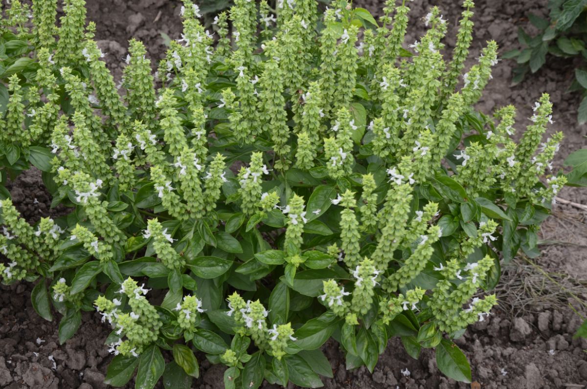 Basil herb in flower