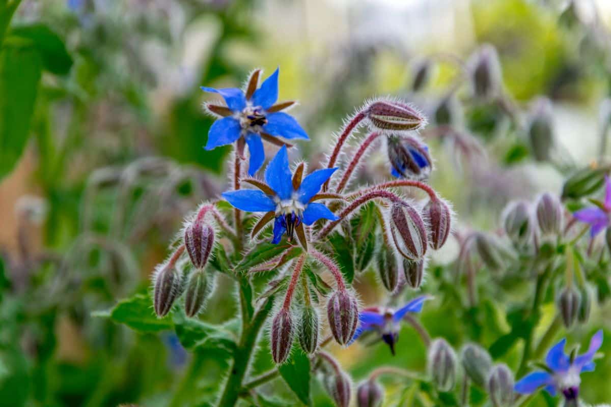 Periwinkle flowering borage plant