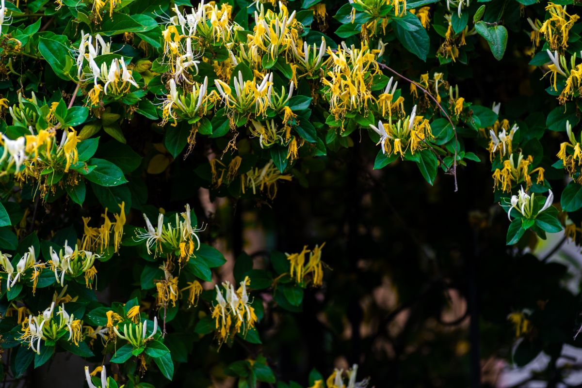 Dying flowers on Japanese honeysuckle