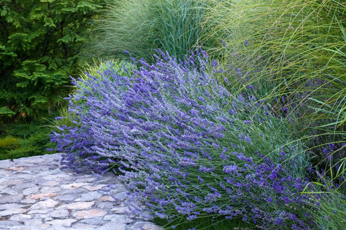 A healthy lavender plant in bloom
