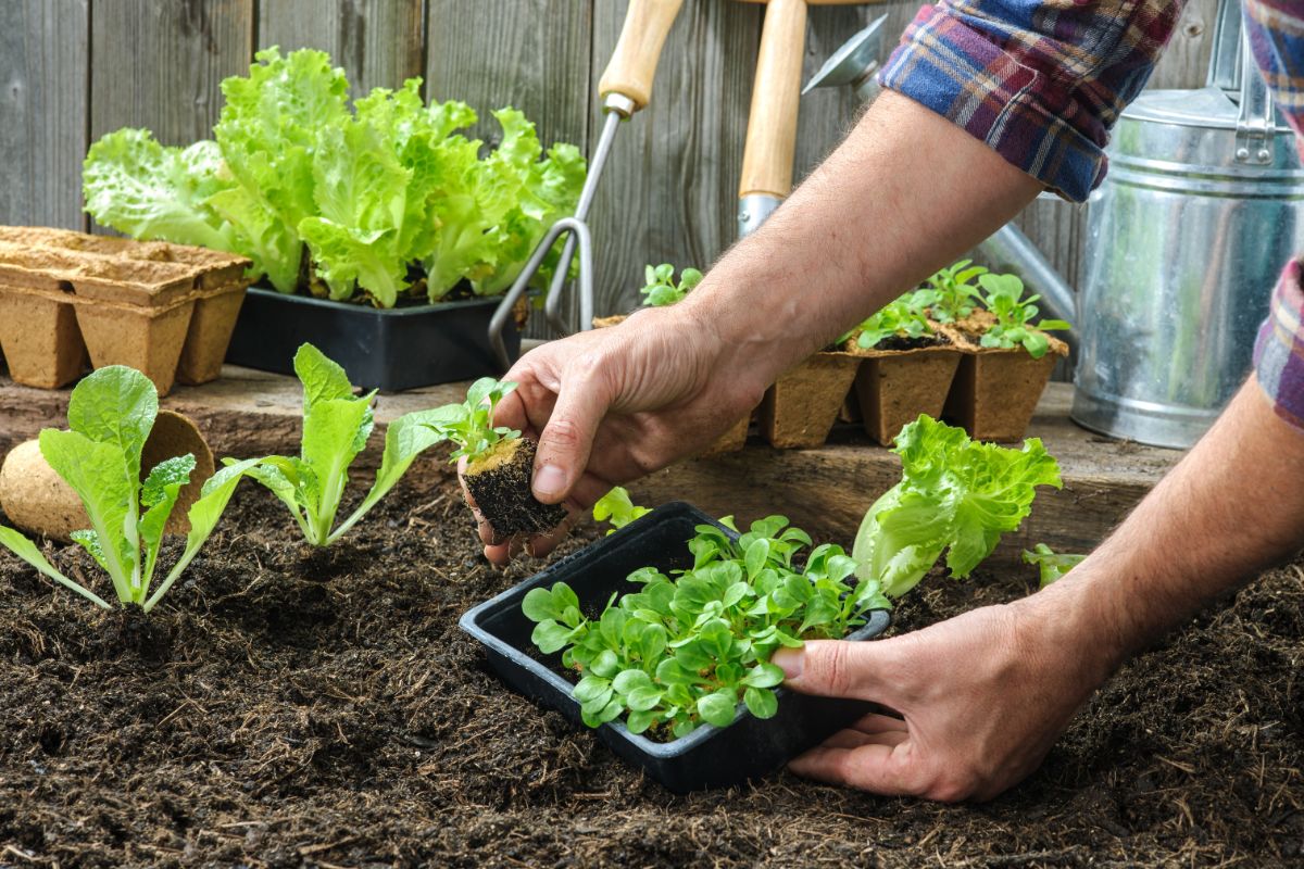 A gardener planting lettuce in part shade