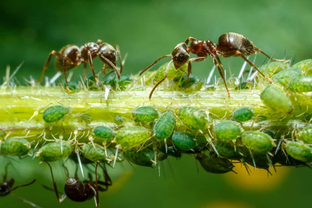 Ants and aphids on garden plants