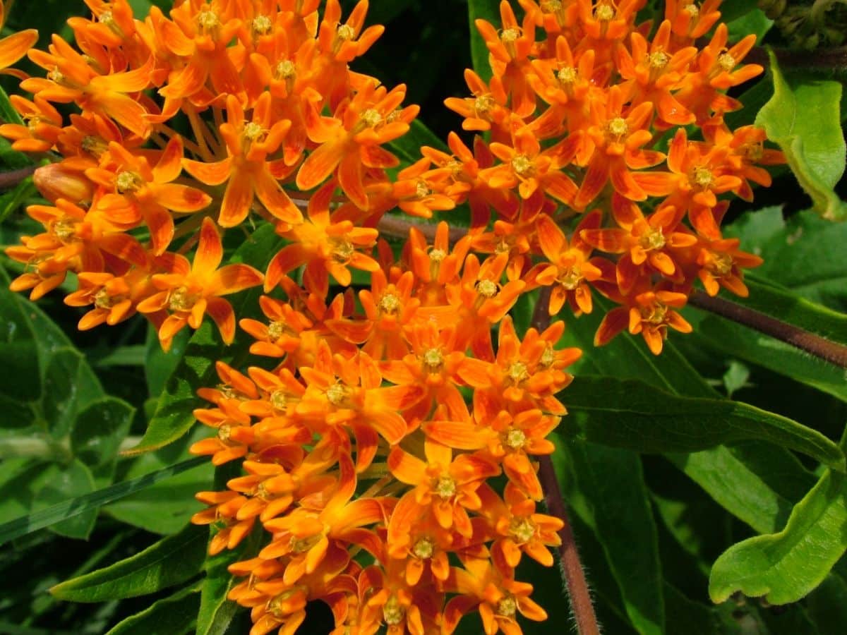 Bright orange butterfly weed