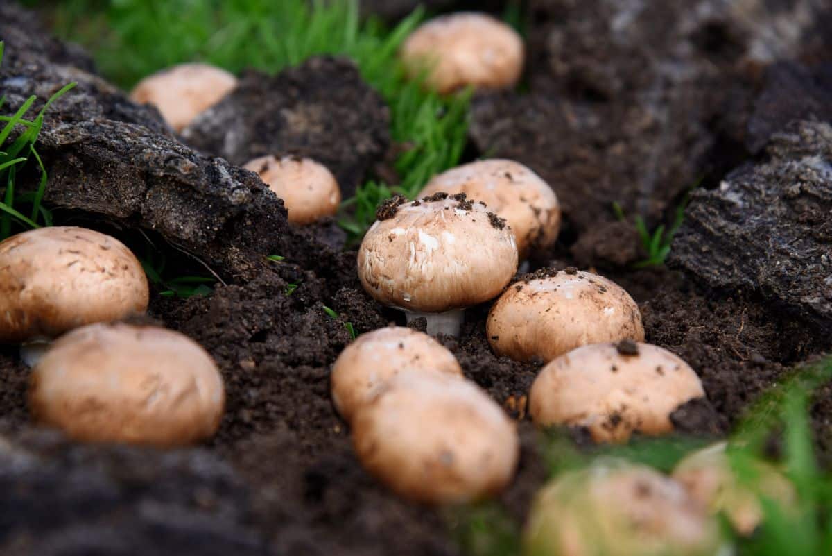 Cremini mushrooms, young portobello mushrooms