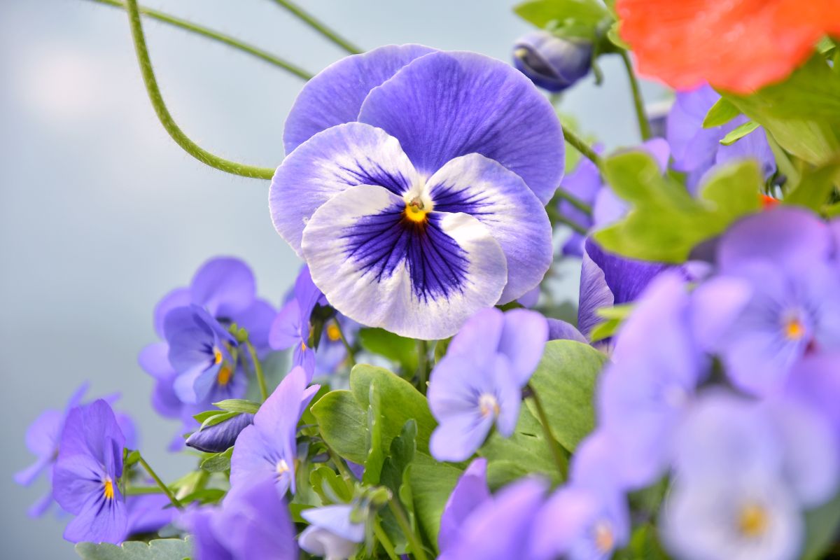 Light purple pansy flowers