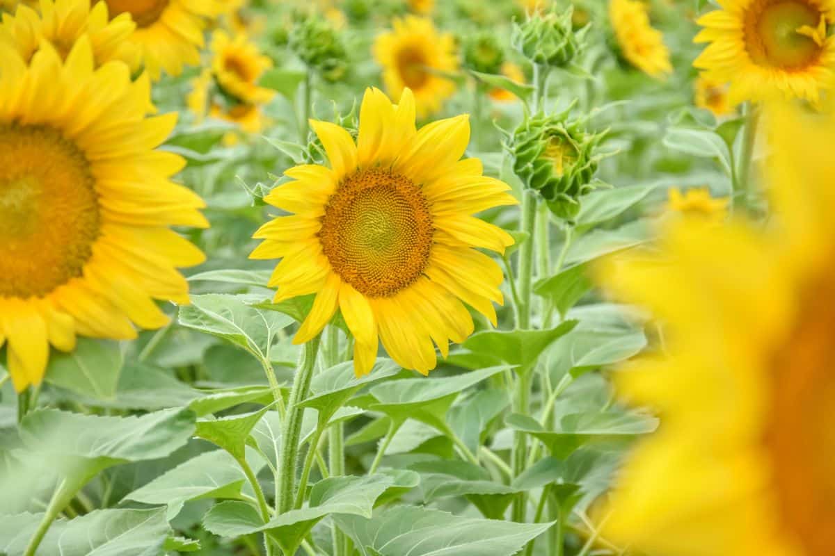 Green Heart sunflower