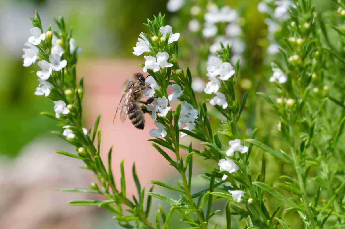 A honeybee on a flowering thyme plant