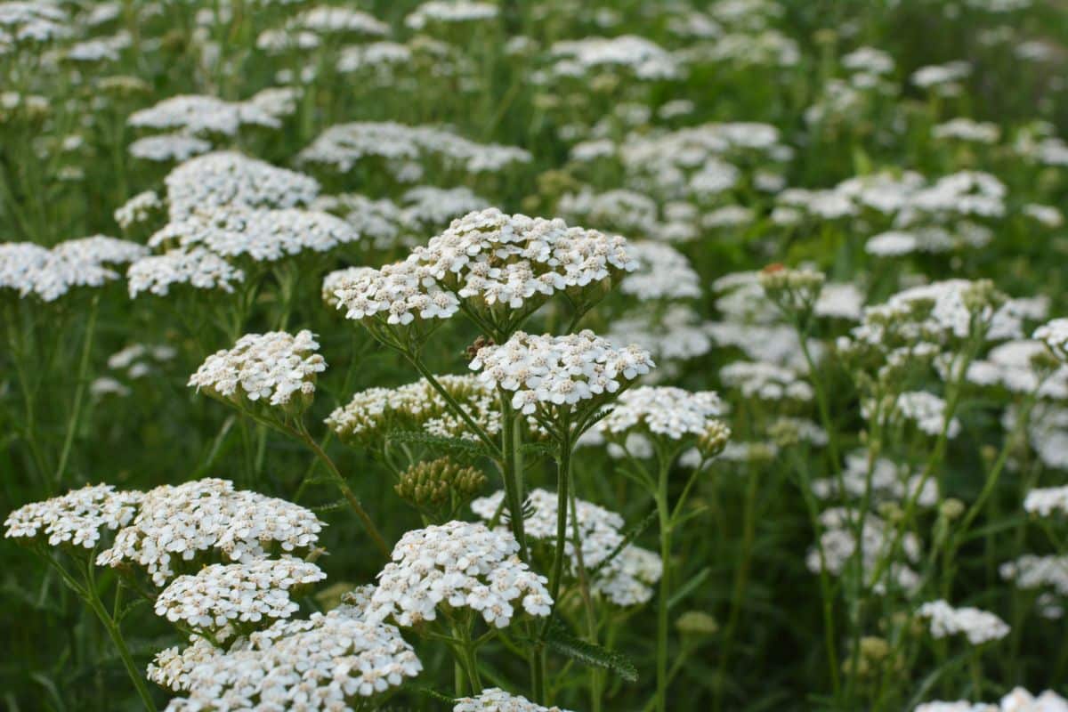 White flowering yarrow plants