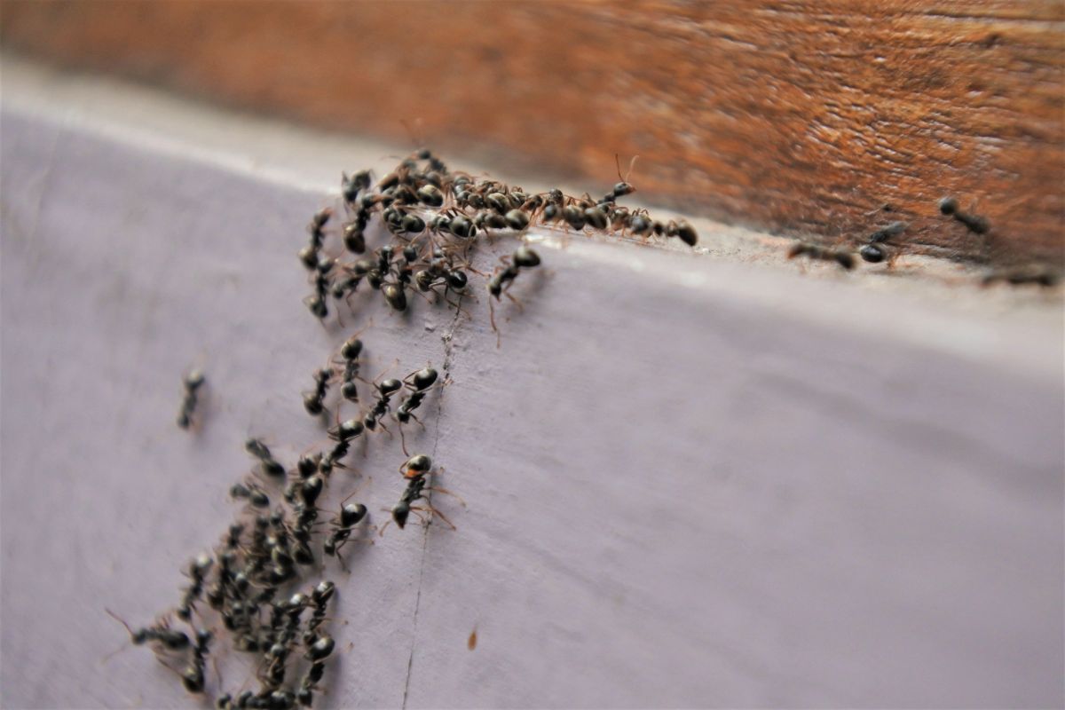 A large trail of ants on a garden bed frame
