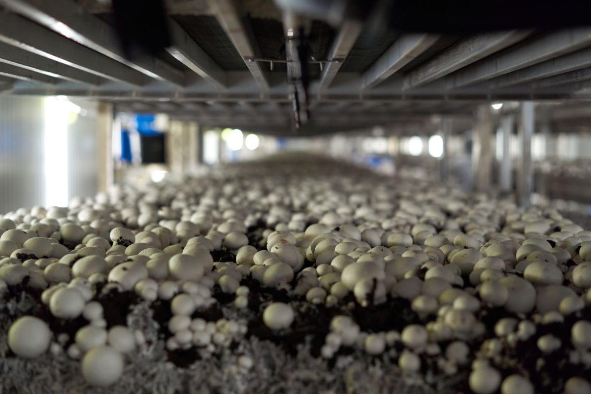 new growing button mushrooms