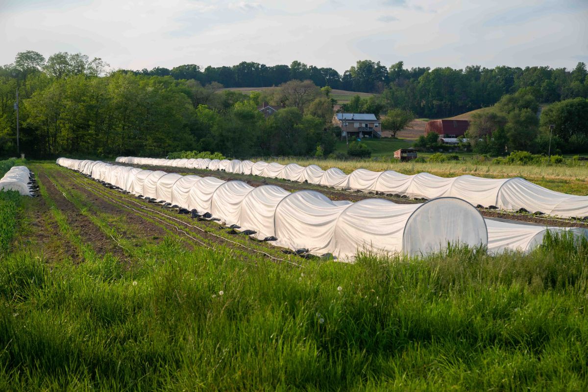 A garden with rows under floating row cover