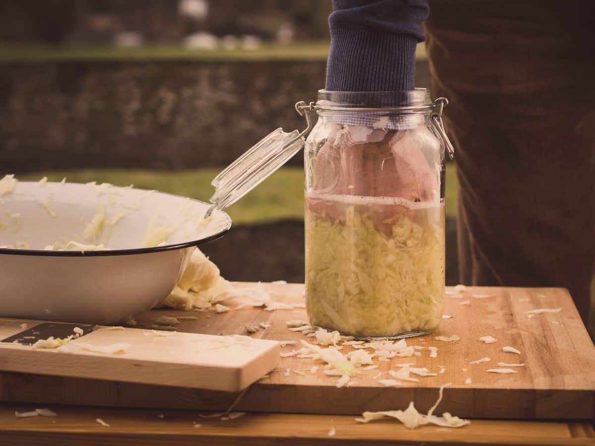 A person stuffing cabbage down under fermentation brine