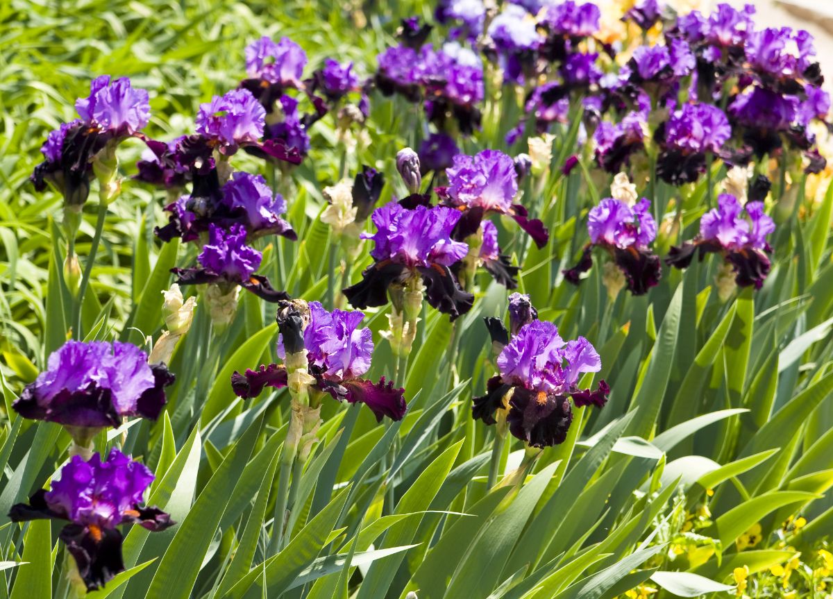 Purple iris flowers with leaves for weaving