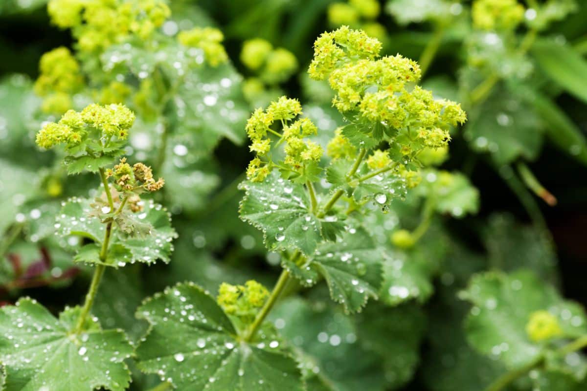 Droplets of dew on lady's mantle plant