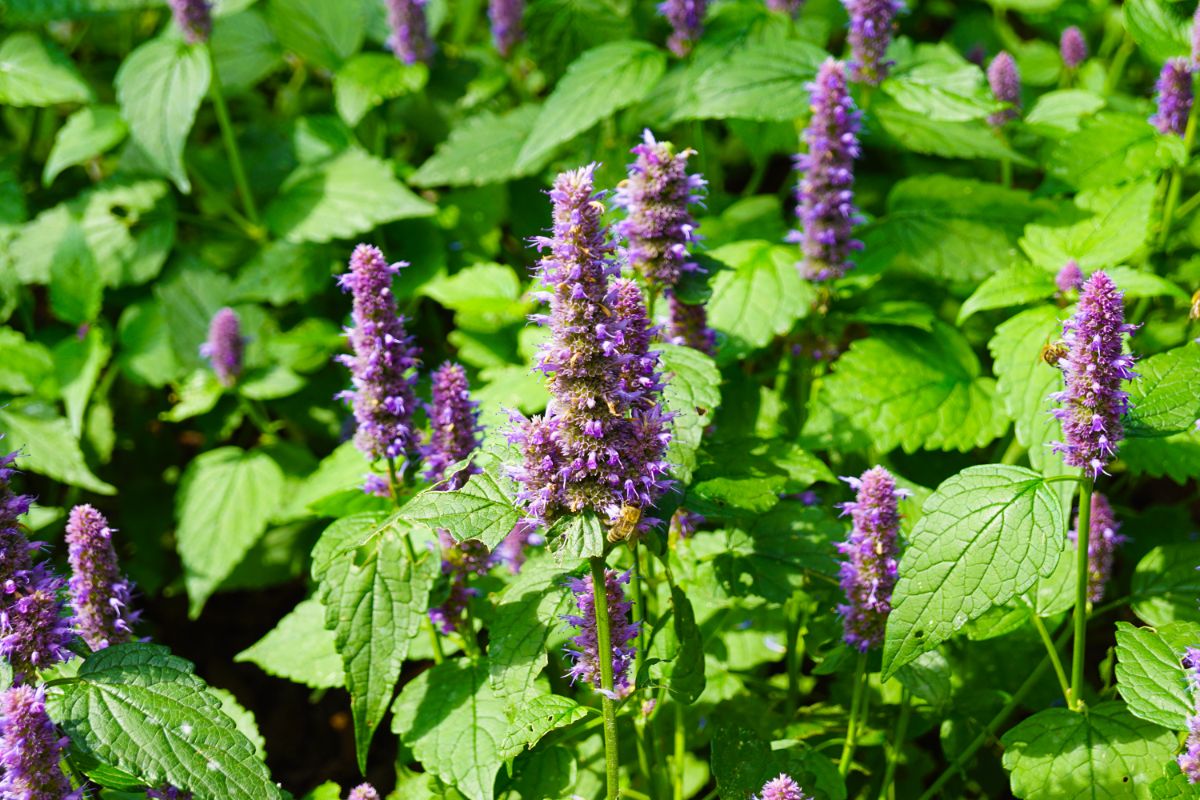 Purple flowering mint plants