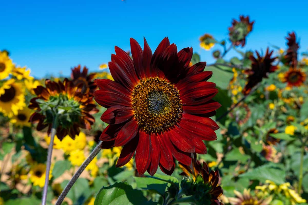 A dark red colored sunflower