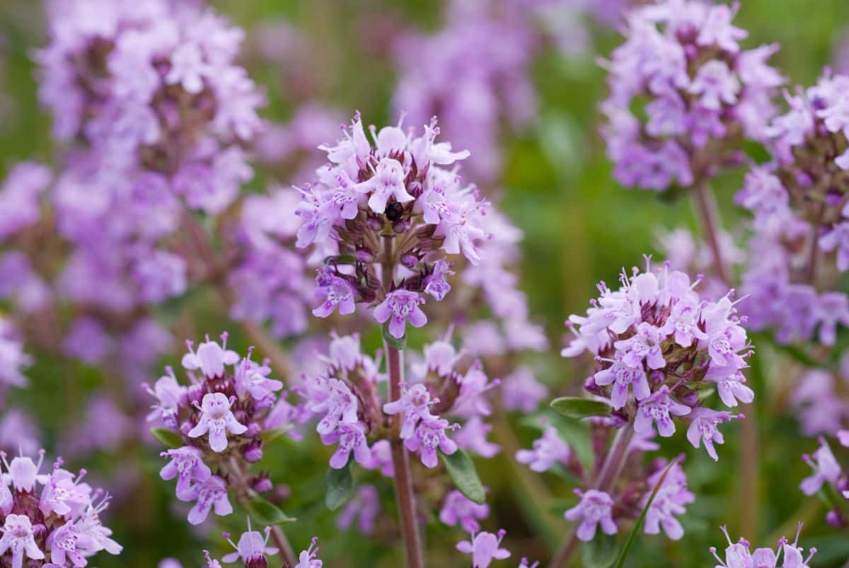 Purple flowering common thyme