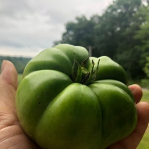 A green, unripe tomato held by hand.