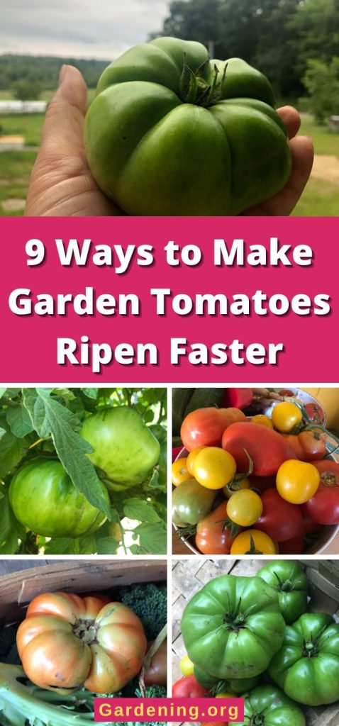9 Ways to Make Garden Tomatoes Ripen Faster pinterest image.