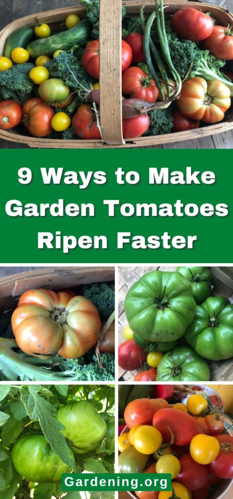 9 Ways to Make Garden Tomatoes Ripen Faster pinterest image.