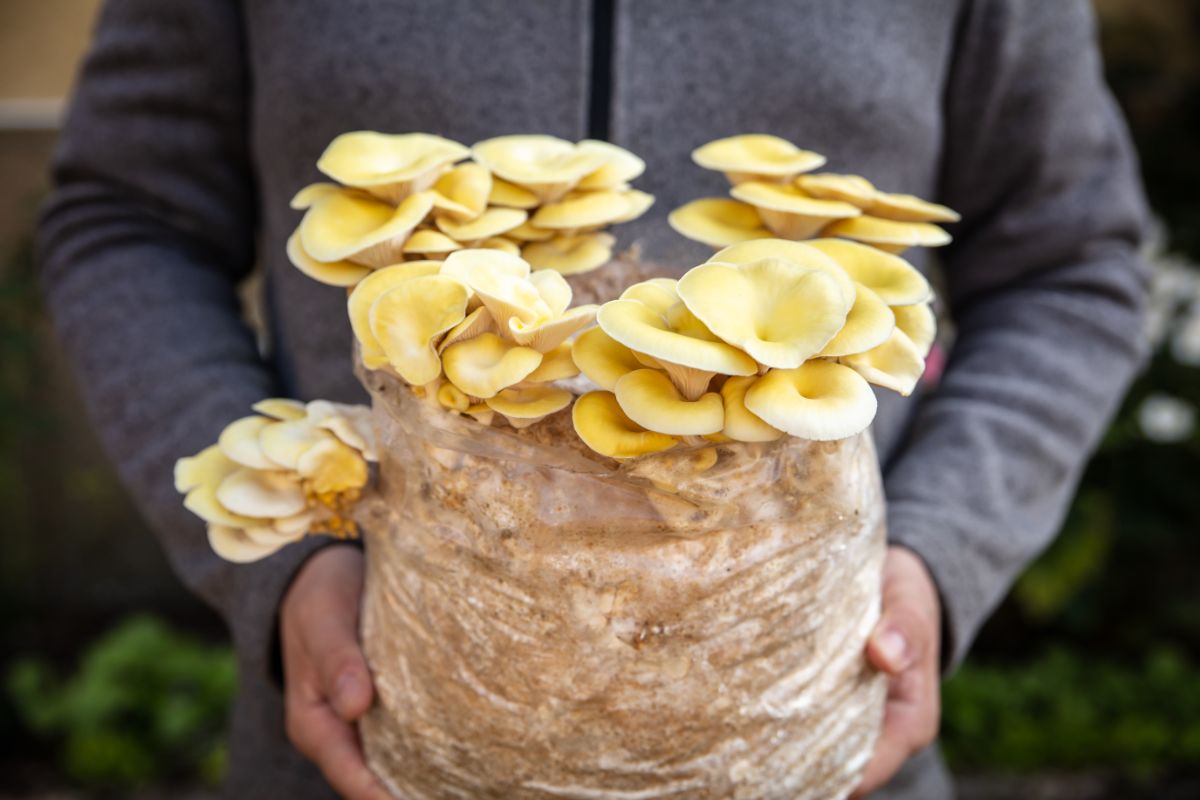A bag of homegrown mushrooms