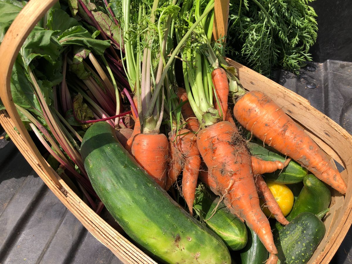A basket of garden vegetables for making flavored water