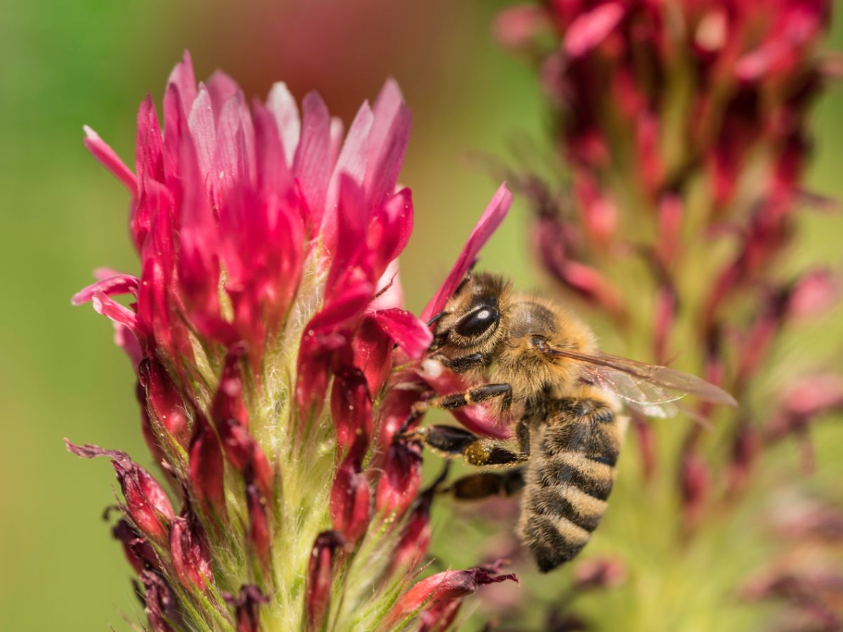 A honeybee on a flower
