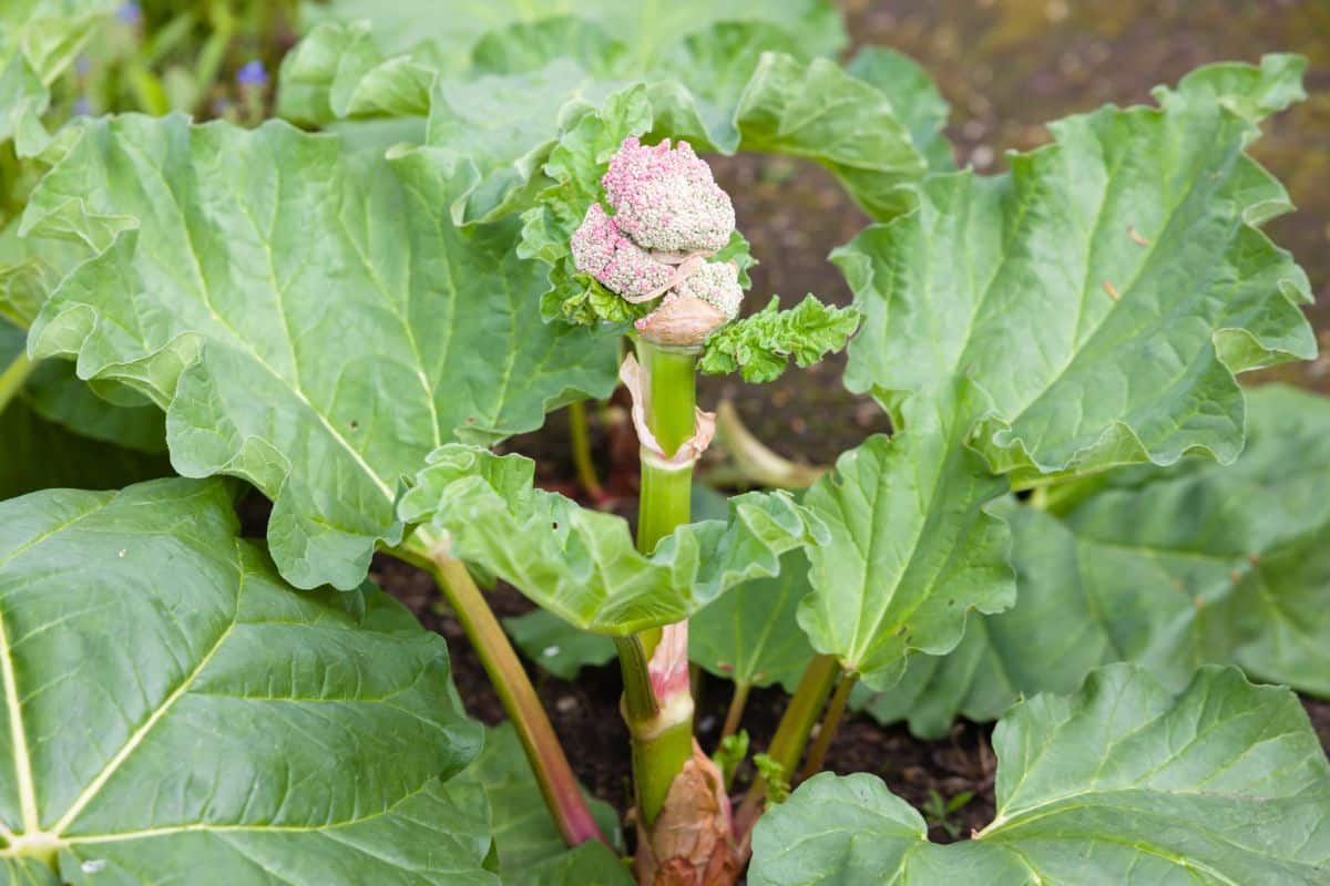 A rhubarb plant gone to seed