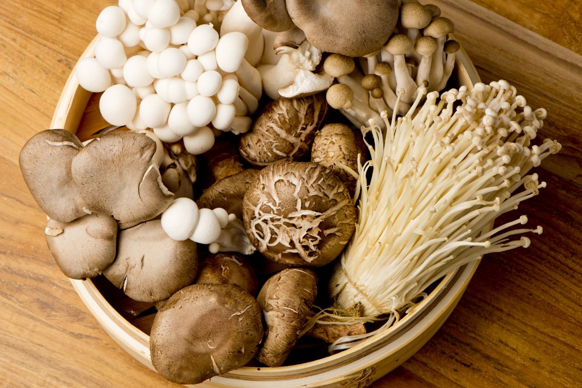A basket of fresh homegrown mushrooms