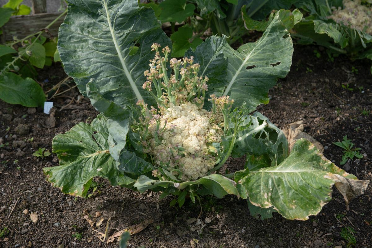 Cauliflower plant starting to bolt