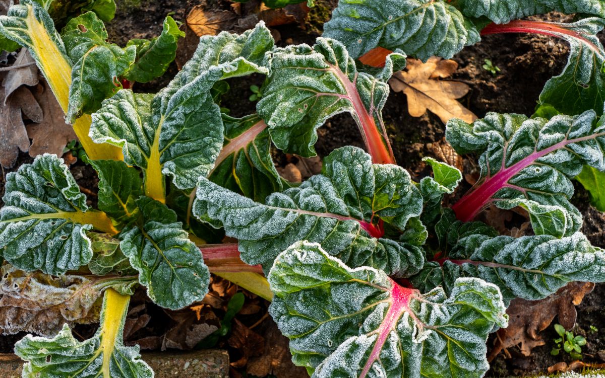 Swiss chard covered in frost